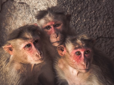 三个猴子站在墙上
